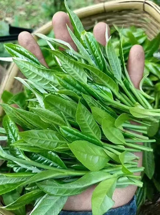 生態產品